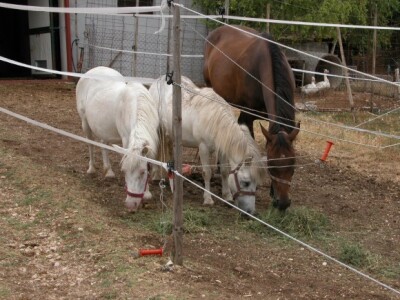 Detalj na ranču Majić-Zec
