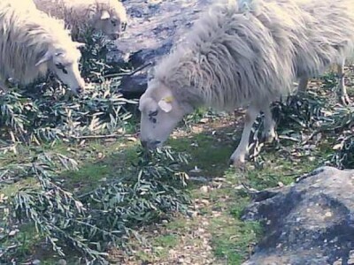 Ovce (pasmine pramenka) na otoku Drveniku velom i Drveniku Malom