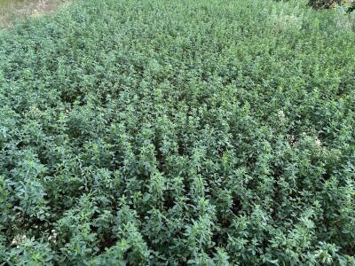 Može li nas agrošumarstvo spasiti od klimatskih promjena?