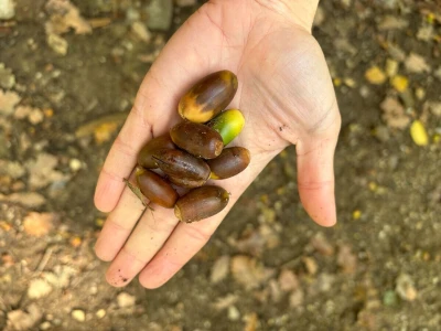 Može li nas agrošumarstvo spasiti od klimatskih promjena?