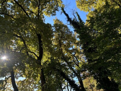 Može li nas agrošumarstvo spasiti od klimatskih promjena?