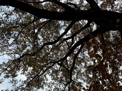 Može li nas agrošumarstvo spasiti od klimatskih promjena?