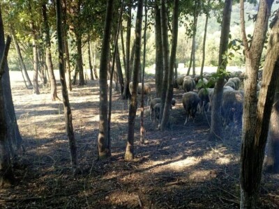 Može li nas agrošumarstvo spasiti od klimatskih promjena?