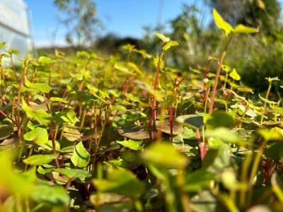 Može li nas agrošumarstvo spasiti od klimatskih promjena?