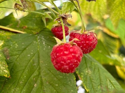 Može li nas agrošumarstvo spasiti od klimatskih promjena?