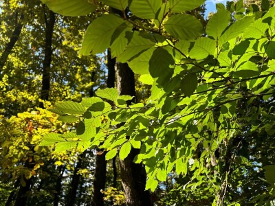 Može li nas agrošumarstvo spasiti od klimatskih promjena?
