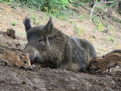 Može li se živjeti u trajnom bojkotu?