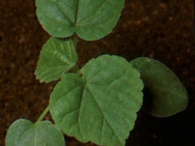 Mračnjak - Abutilon theophrasti