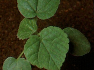 Mračnjak - Abutilon theophrasti