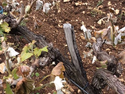 Mratovo, štete od mraza Mratovo, štete od mraza