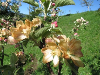 Mraz obrao neke voćnjake