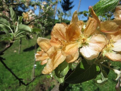 Procvjetale jabuke u Gorskom Kotaru