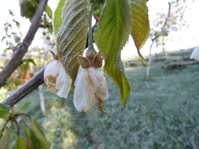 Otužni cvijet trešnje