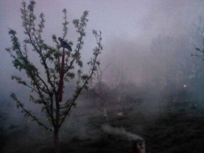 Ni dimljenje nije pomoglo protiv mraza