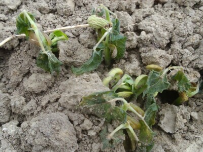 Ovako izgledaju grah, mahune, tikvice