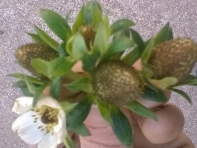 Danas plodovi ovako izgledaju