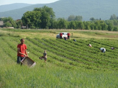 Bojan Jambrešić u nasadu jagoda
