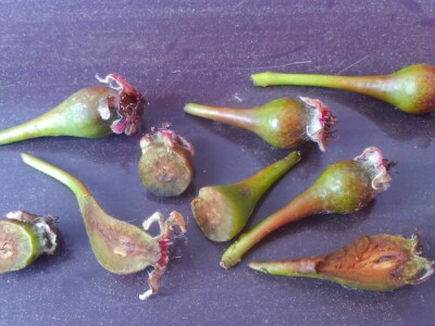 Izmrznuli plodovi krušaka u Dragaliću