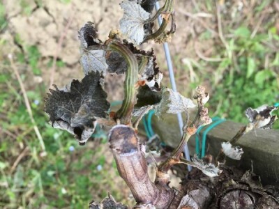 Izgubljen ovogodišnji rod grožđa