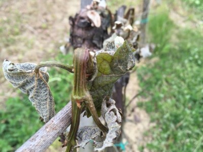 Loza u vinogradu obitelji Grozaj