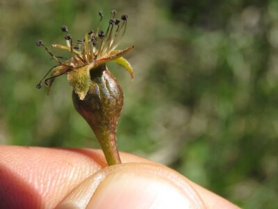 Plodovi krušaka su jako stradali