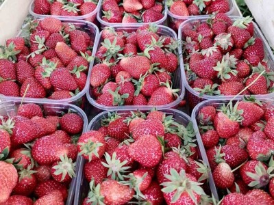 Mraz "prepolovio" ovogodišnji rod jagode