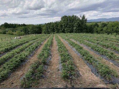 Mraz "prepolovio" ovogodišnji rod jagode
