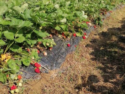 Mraz "prepolovio" ovogodišnji rod jagode