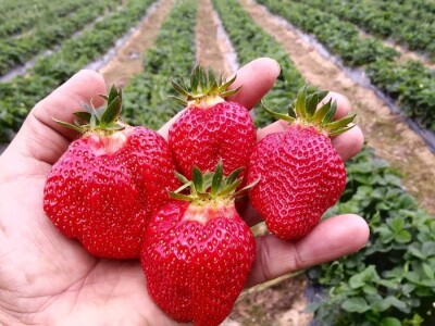 Mraz "prepolovio" ovogodišnji rod jagode