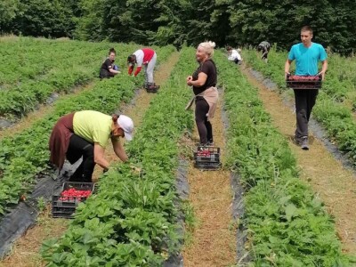 Mraz "prepolovio" ovogodišnji rod jagode