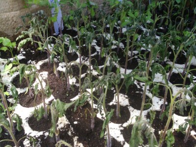 Smrznule se presadnice u malom plasteniku