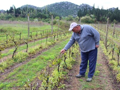 Mraz prouzročio velike štete na vinovoj lozi u Vrgoračko-neretvanskom polju