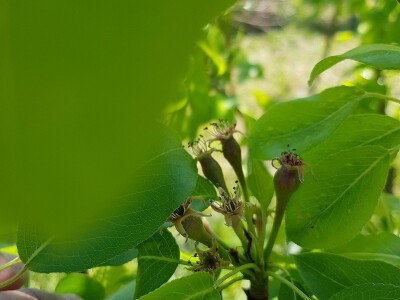 Mraz skroz obrao voće u RS Mraz skroz obrao voće u RS