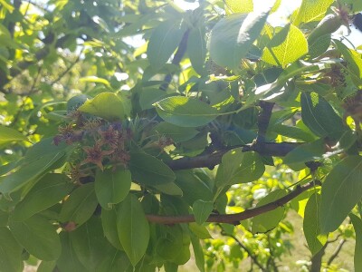 Mraz skroz obrao voće u RS Mraz skroz obrao voće u RS