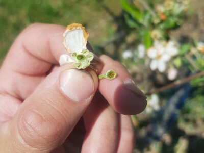 Mraz skroz obrao voće u RS Mraz skroz obrao voće u RS