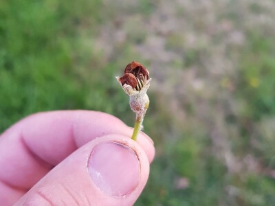 Mraz skroz obrao voće u RS Mraz skroz obrao voće u RS