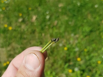 Mraz skroz obrao voće u RS Mraz skroz obrao voće u RS