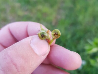 Mraz skroz obrao voće u RS Mraz skroz obrao voće u RS