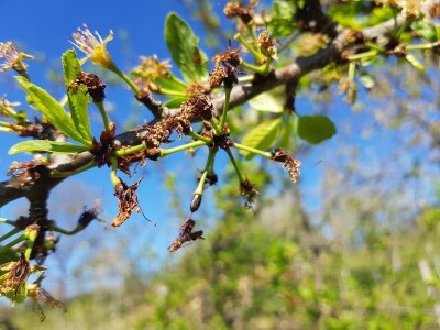 Mraz skroz obrao voće u RS Mraz skroz obrao voće u RS