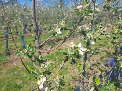 Mraz skroz obrao voće u RS Mraz skroz obrao voće u RS