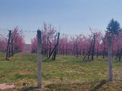 Mraz u voćnjacima Mraz u voćnjacima