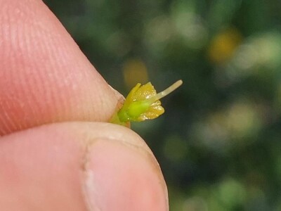 Mraz u voćnjacima Mraz u voćnjacima