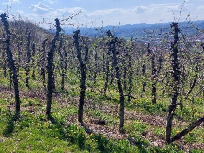 Mraz u voćnjacima Mraz u voćnjacima