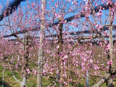 Mraz u voćnjacima Mraz u voćnjacima
