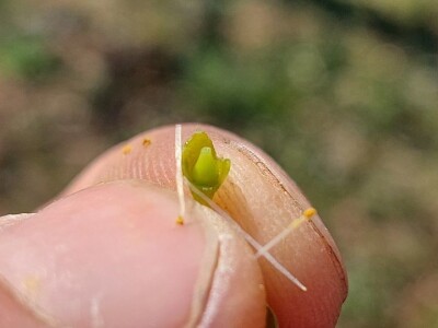 Mraz u voćnjacima Mraz u voćnjacima