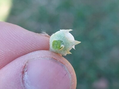 Mraz u voćnjacima Mraz u voćnjacima