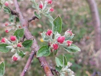 Mraz u voćnjacima Mraz u voćnjacima