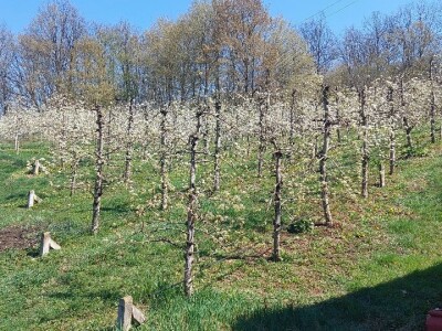 Mraz u voćnjacima Mraz u voćnjacima