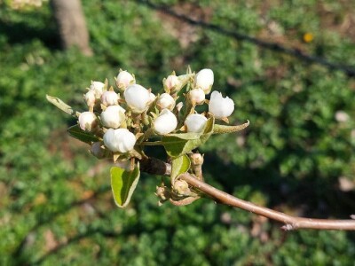 Mraz u voćnjacima Mraz u voćnjacima