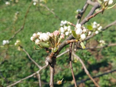 Mraz u voćnjacima Mraz u voćnjacima